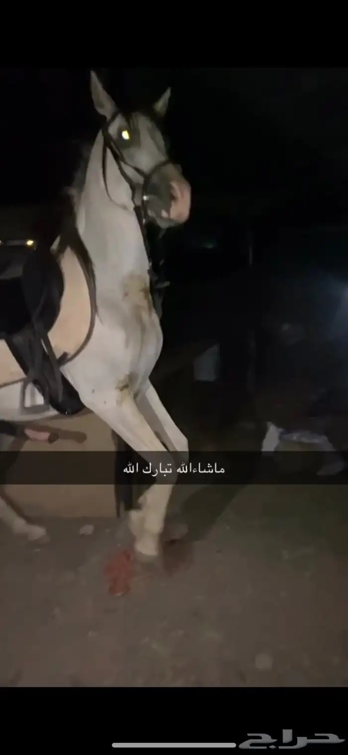 مهر عسيف شعبي 1