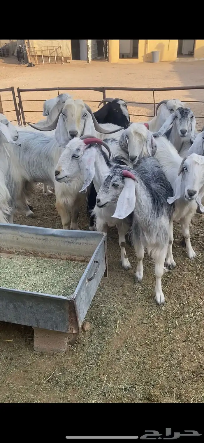 معزا عوارض بيض بنات بعض مراح واحد بلفحل شرط الضريع 3