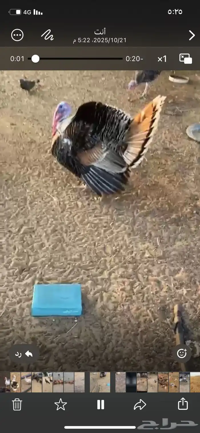 دجاج رومي القنفذه القوز 0