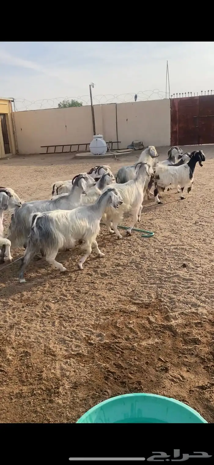 معزا عوارض بيض بنات بعض مراح واحد بلفحل شرط الضريع 0