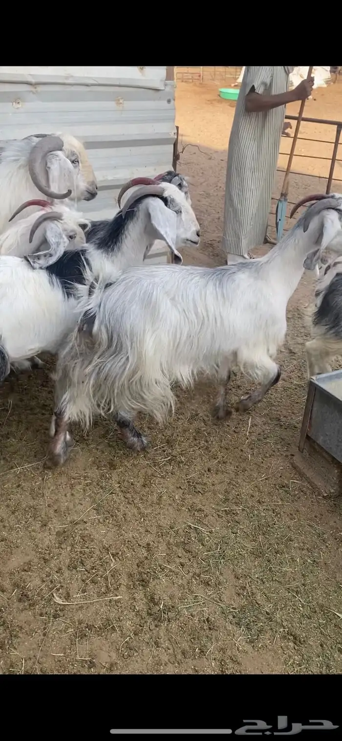 معزا عوارض بيض بنات بعض مراح واحد بلفحل شرط الضريع 4