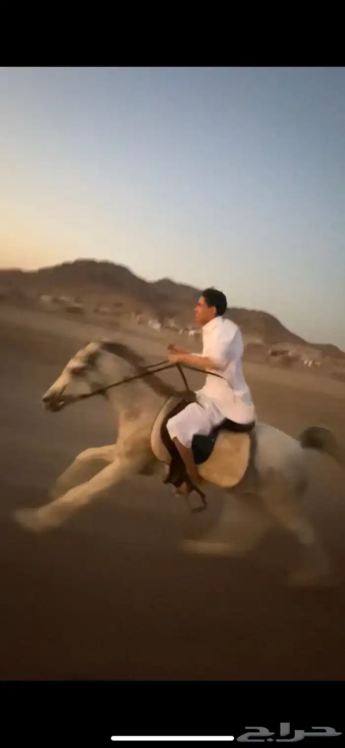 مهر عسيف شعبي 3