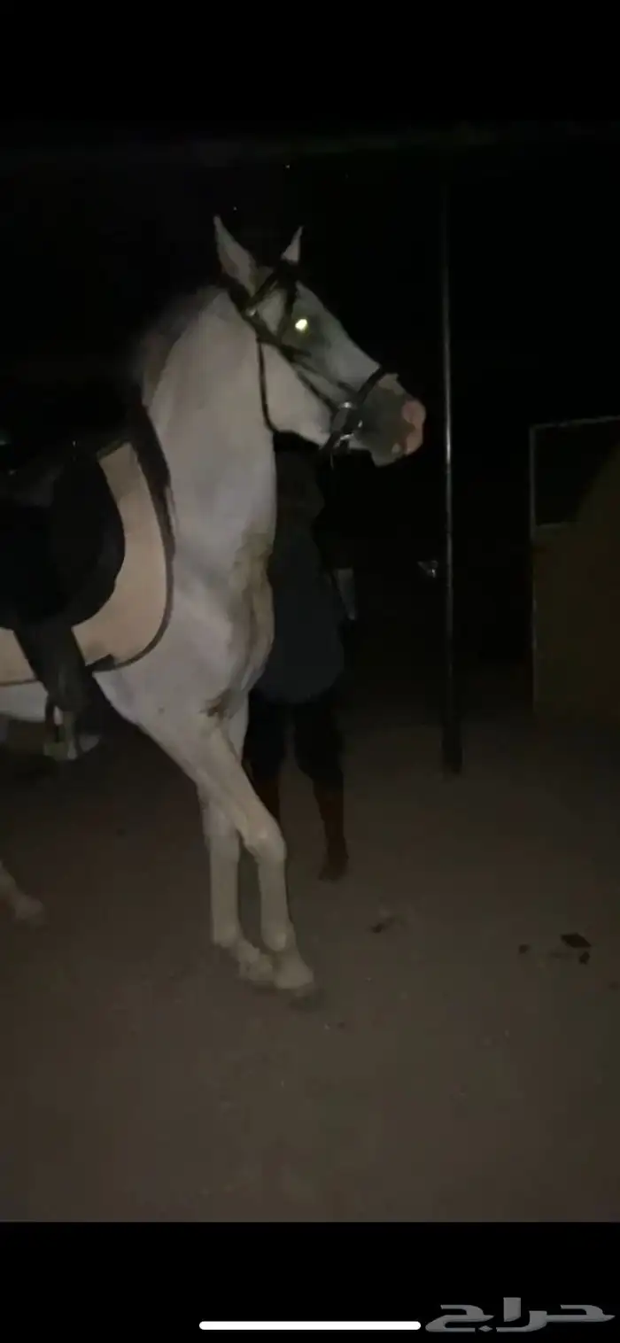 مهر عسيف شعبي 0