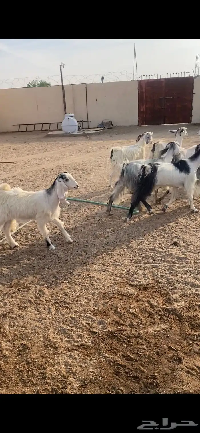 معزا عوارض بيض بنات بعض مراح واحد بلفحل شرط الضريع 1