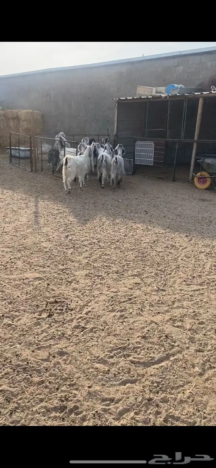 معزا عوارض بيض بنات بعض مراح واحد بلفحل شرط الضريع 5