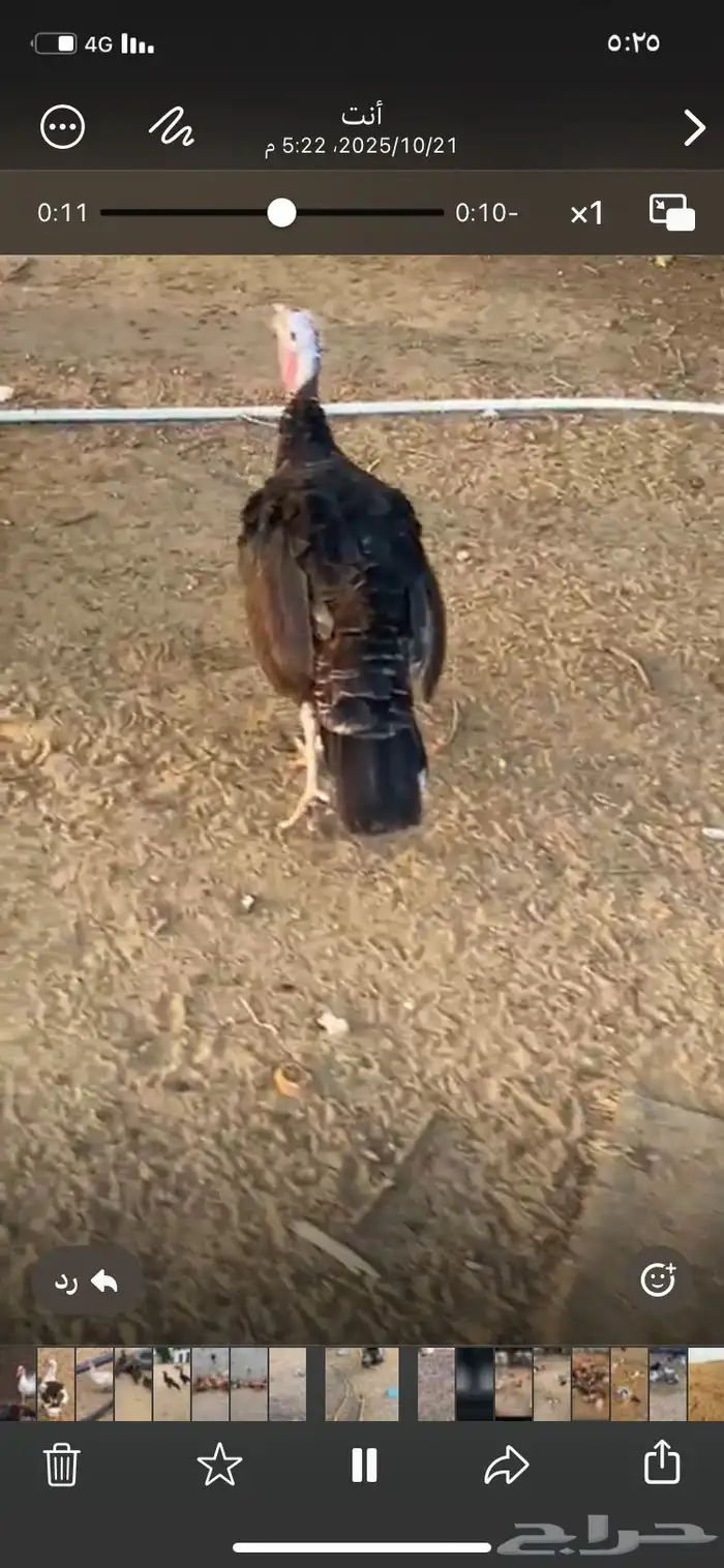 دجاج رومي القنفذه القوز 1