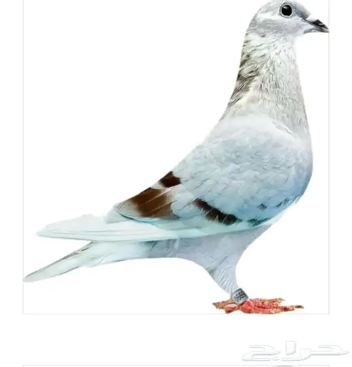 جوز زاجل سباق اهلهم خوارج 3