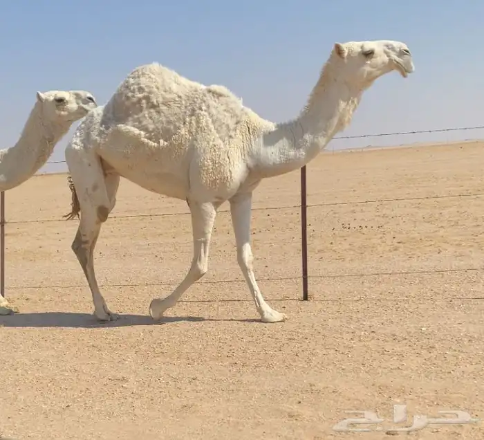 بكره عليانيه على جميع الشروط 0