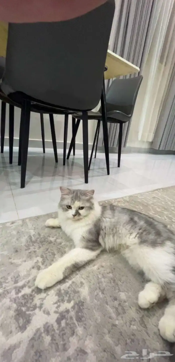 قط للتبني عمره 5 شهور ونص تقريبا 0