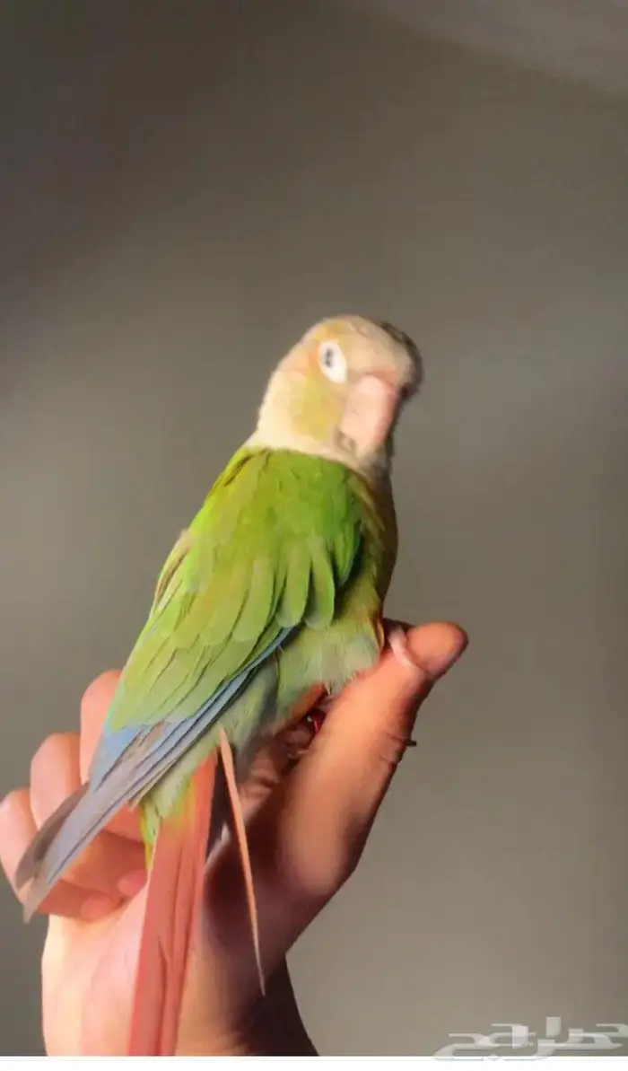 ببغاء كنيور اليف 1