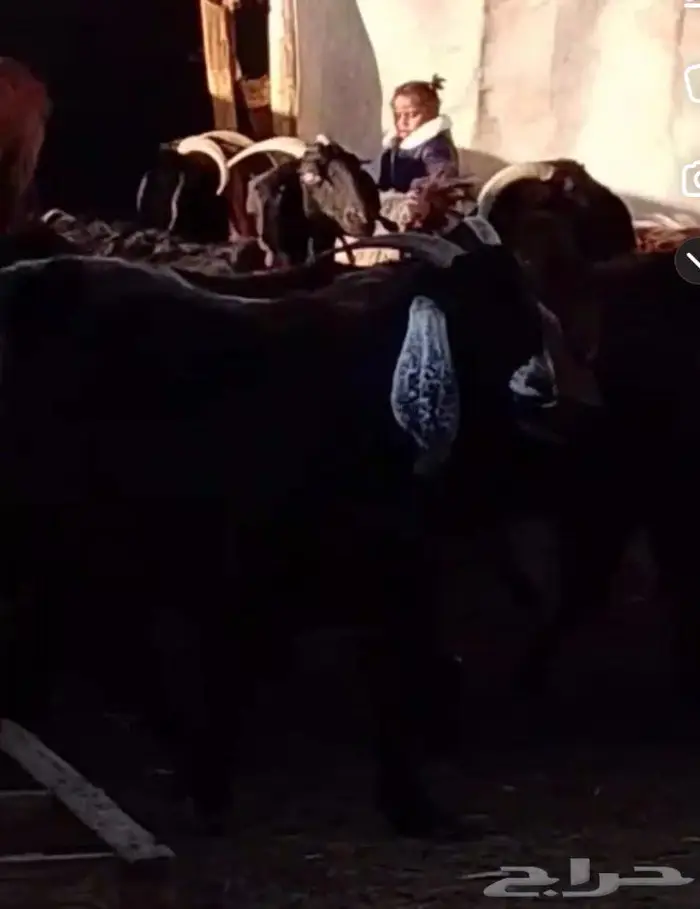 غنم مسروقه دمج خلف الوافر 1