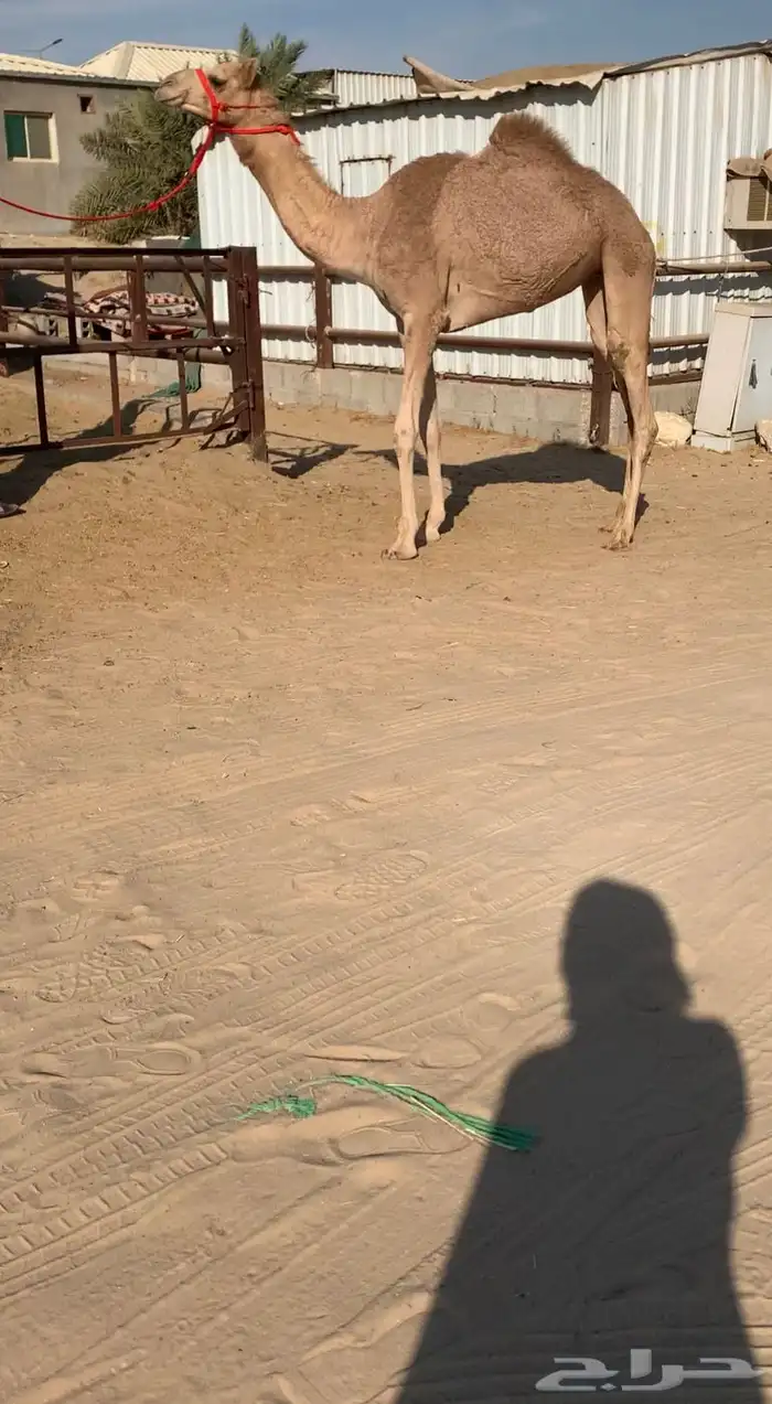 للبيع حقه ذلول 0