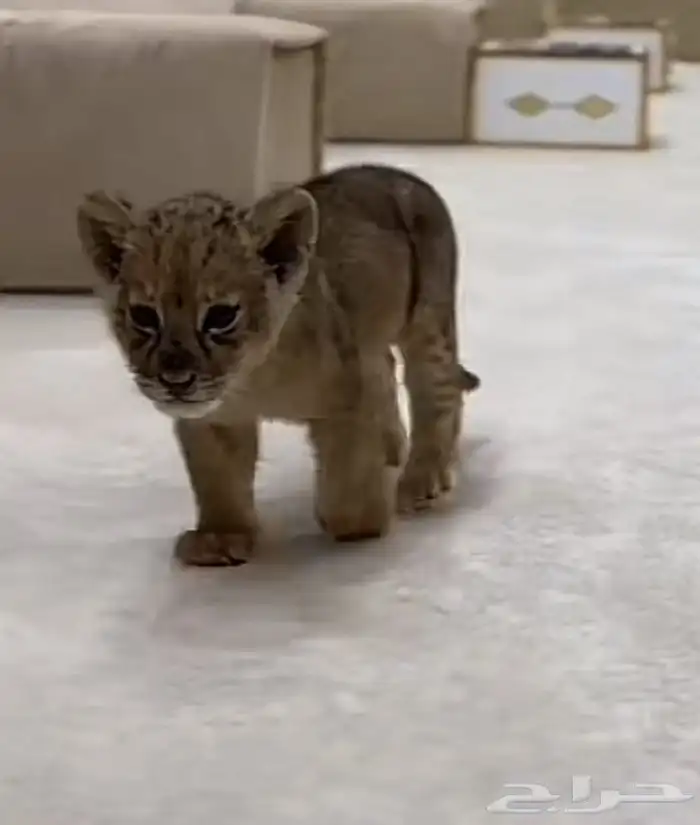 مطلوب نمر للبيع 0