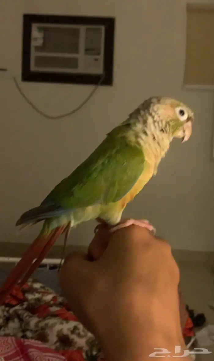 ببغاء كنيور اليف 4