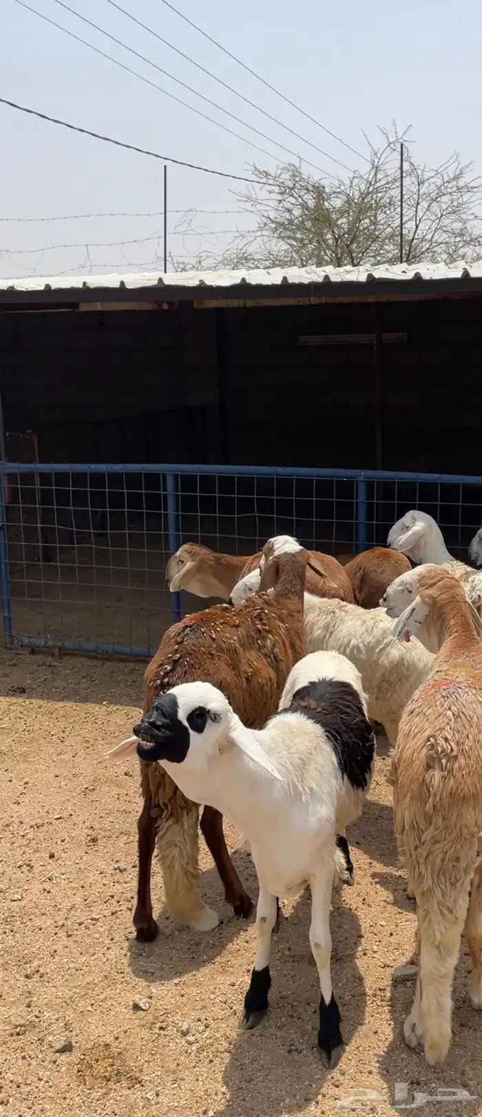 طليان ذبايح سواكن ورفيديات وحريات رقم واحد 9