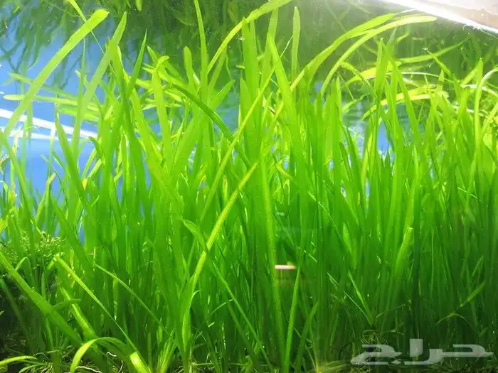 نبات حوض سمك 0