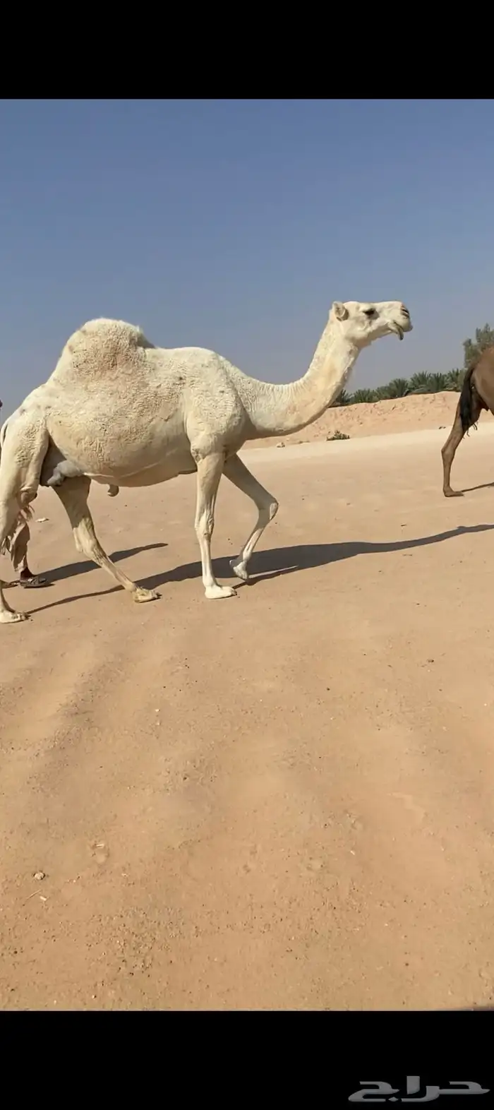 ناقه عفراء لقحه ملاقي قريب ولاد 1