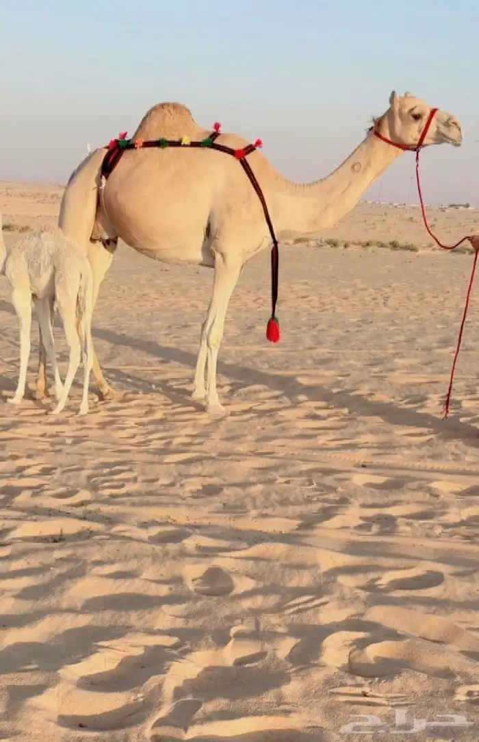 خلفه راكض وتحتها بكره للبيع خلفه هجن 0