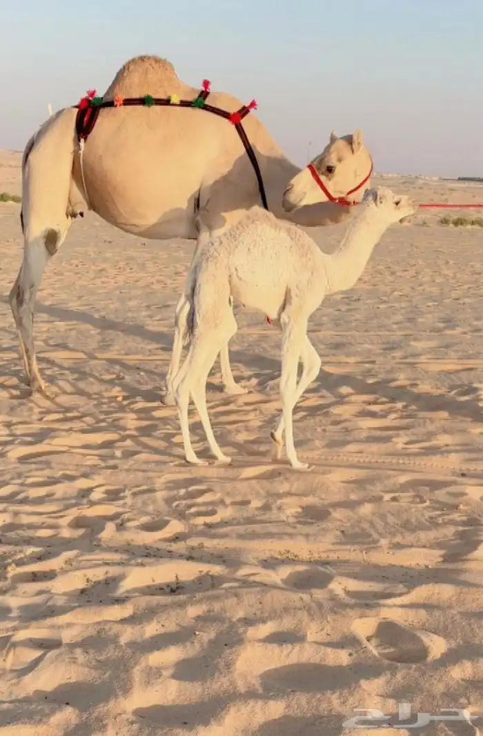 خلفه راكض وتحتها بكره للبيع خلفه هجن 1