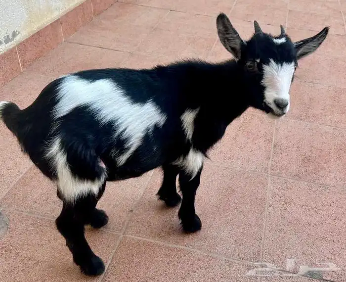 ماعز قزمي للبيع مع جميع الاغراض الشخصيه 4
