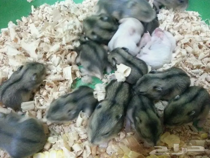 هامسترات روسية - هامسترات سورية بأعمار مختلفة 3