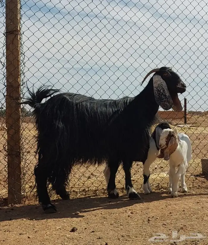 بيعت الله يبارك له عنز متوم 0