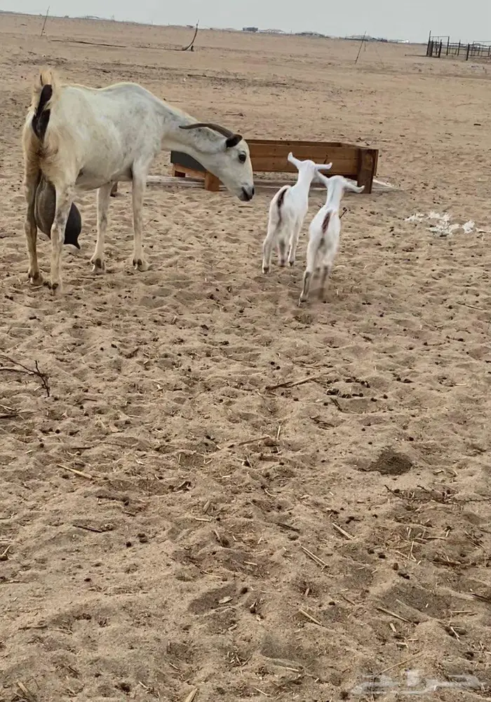 عنز تحتها 2 0