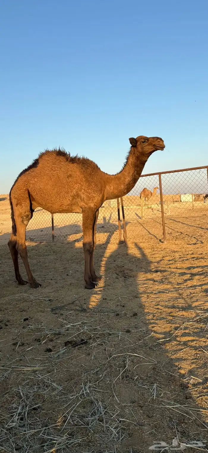 قعود مفرود 2