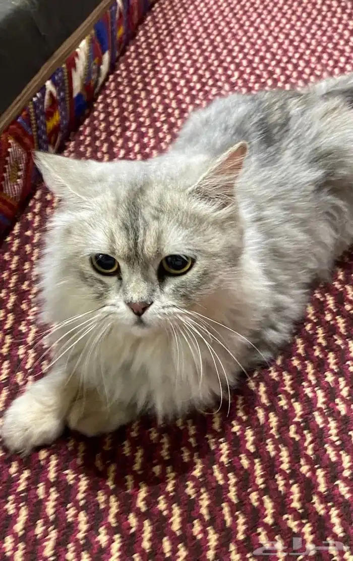 قطه شيرازي 0