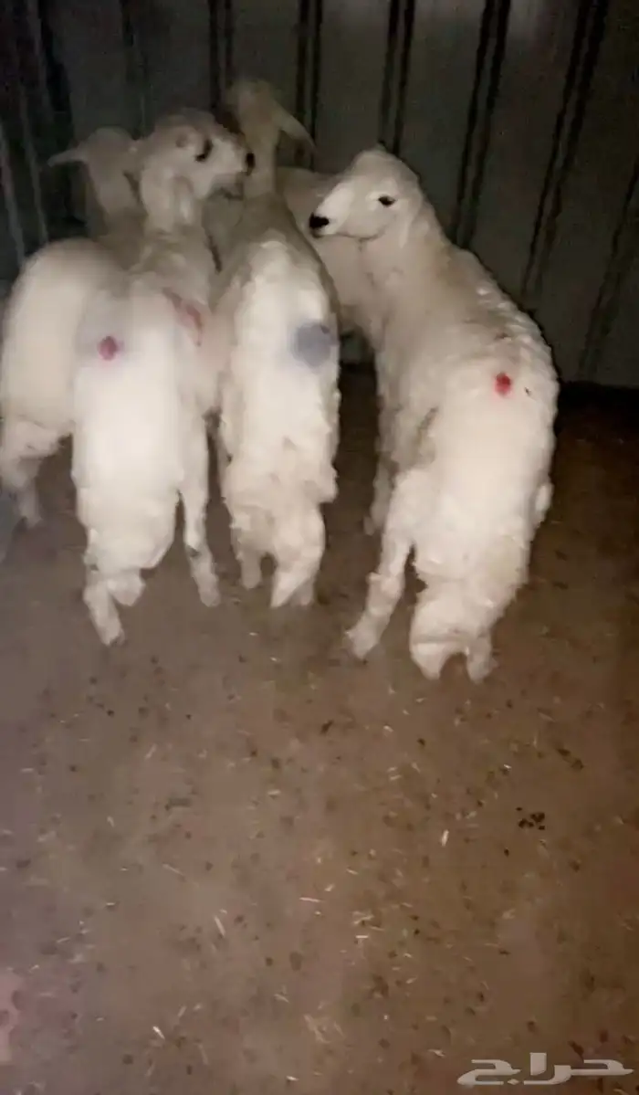 للبيع أربع خرفان ورخل العدد 5 1