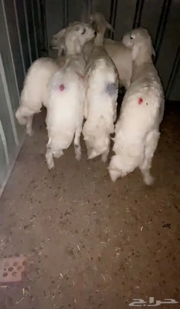 للبيع أربع خرفان ورخل العدد 5 0