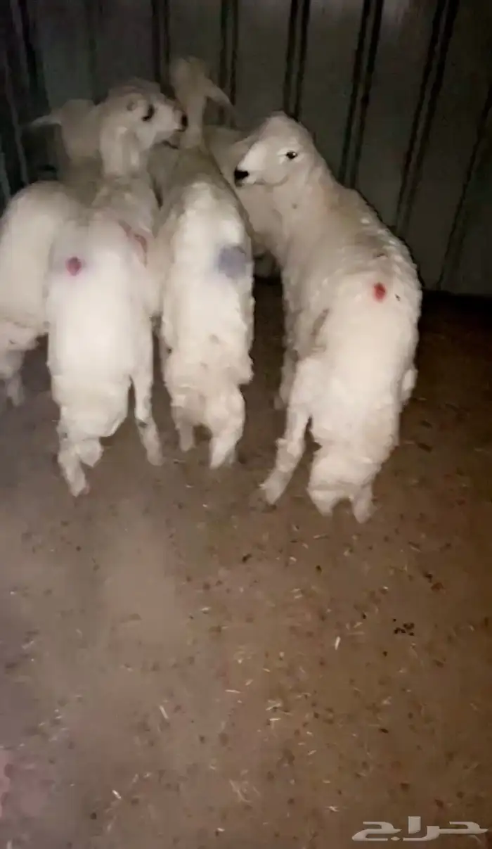 للبيع أربع خرفان ورخل العدد 5 3