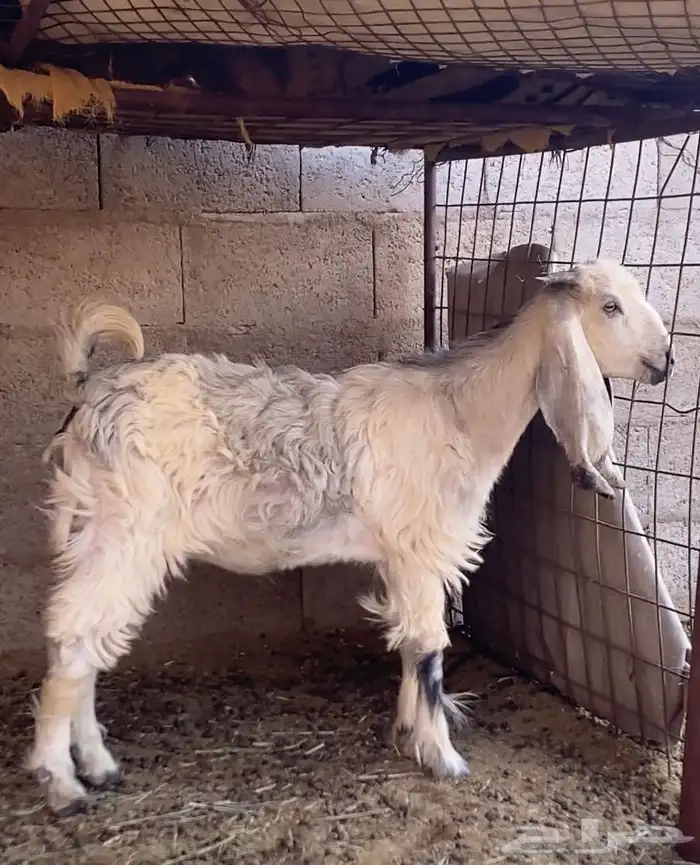 جفره للبيع 2