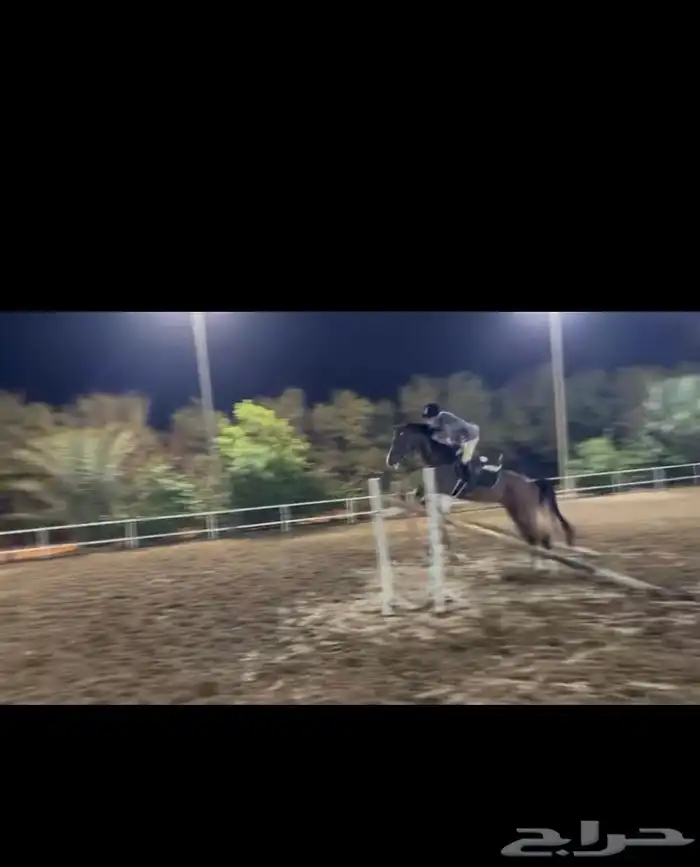 حصان شعبي قفز 3