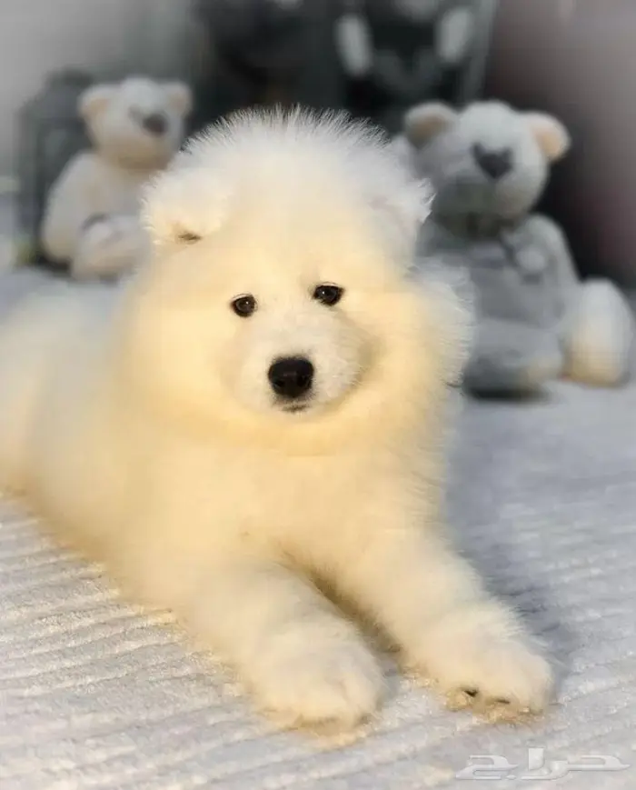 جراء سامويد فاخره استيراد روسيا 1