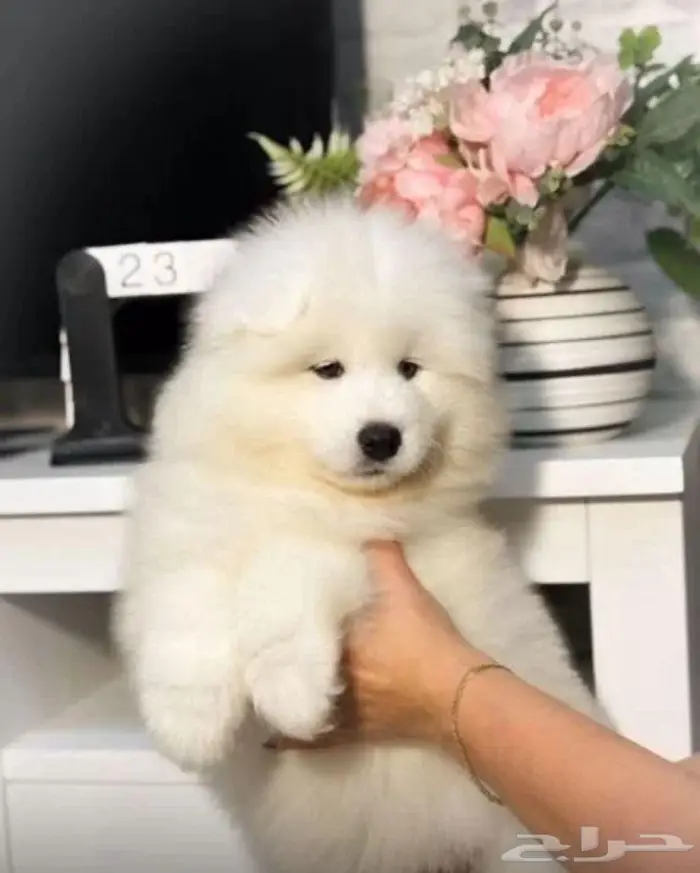 جراء سامويد فاخره استيراد روسيا 4