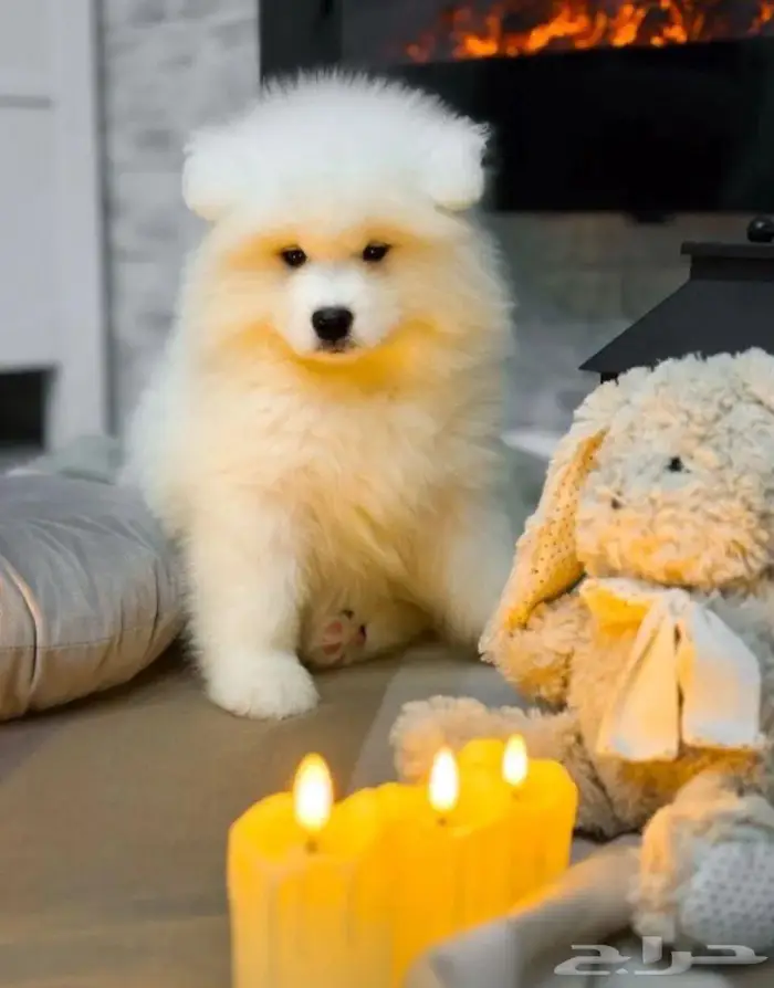 جراء سامويد فاخره استيراد روسيا 2