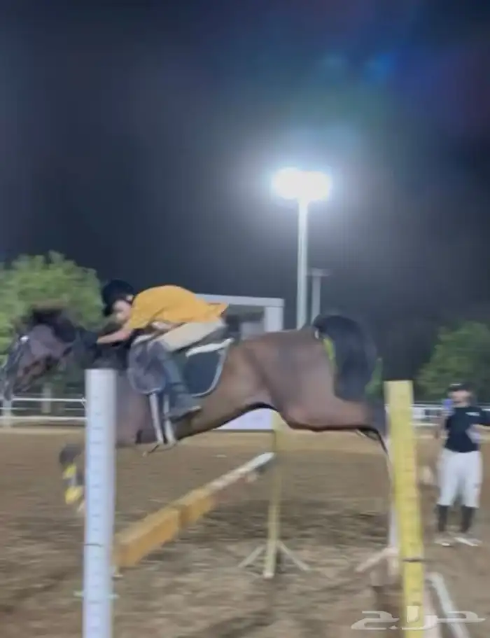 حصان شعبي قفز 1