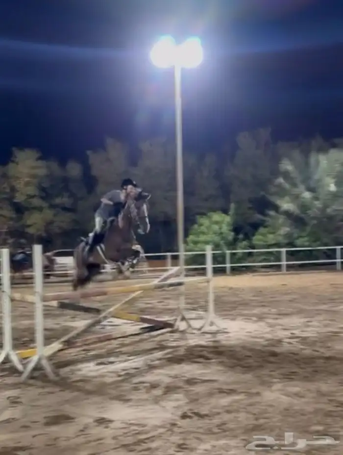 حصان شعبي قفز 0