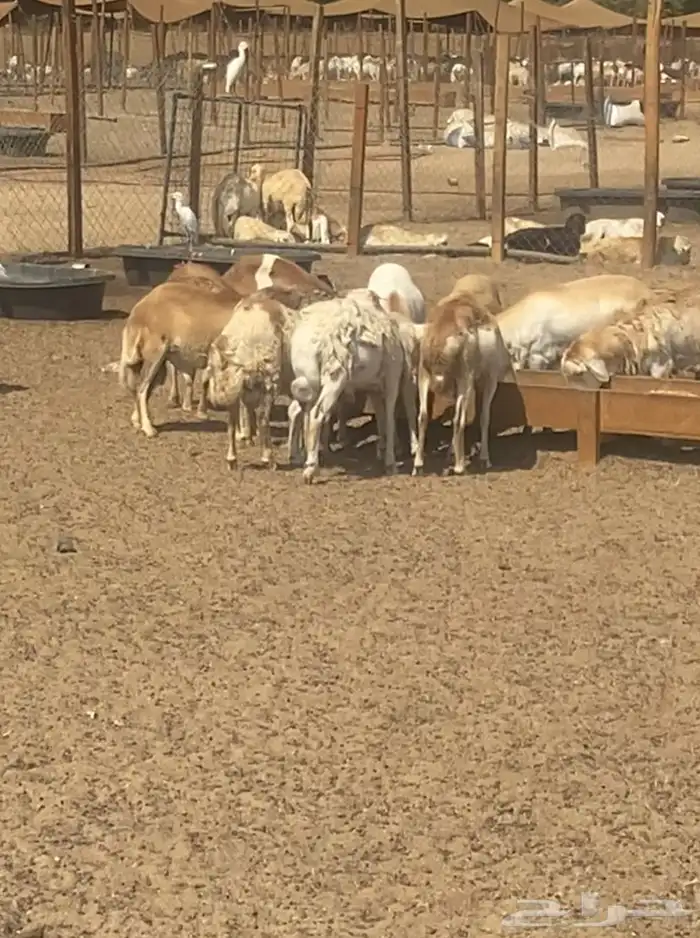 رفيدي جمله 6