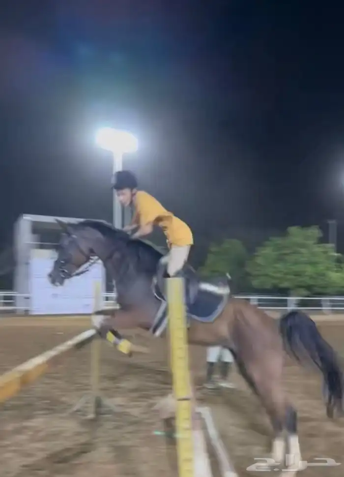 حصان شعبي قفز 2