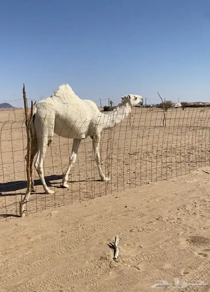 بكره كفو منوت القناي 0