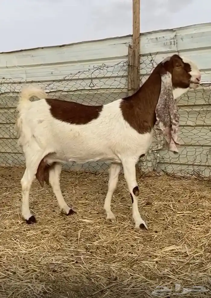 عنز دافع هولندية حجازية خصم الخصم 2