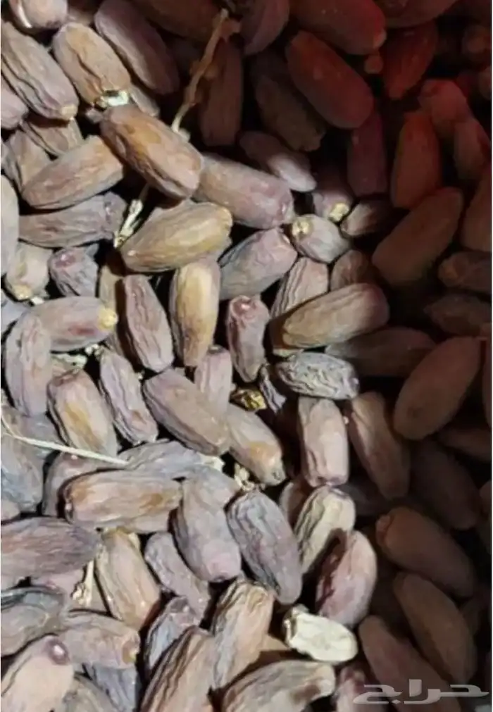 تمر علف صرام من النخل مباشره لحم صافي بدون خشف 3