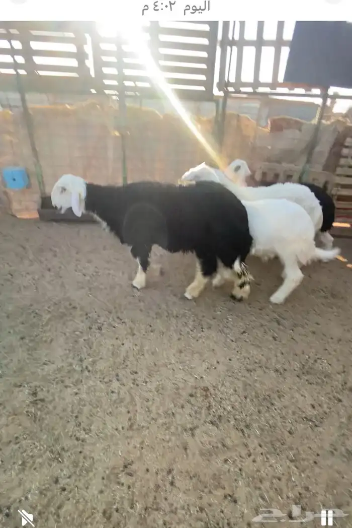 نجد خرفان طيبات. ونصاف شرط 0