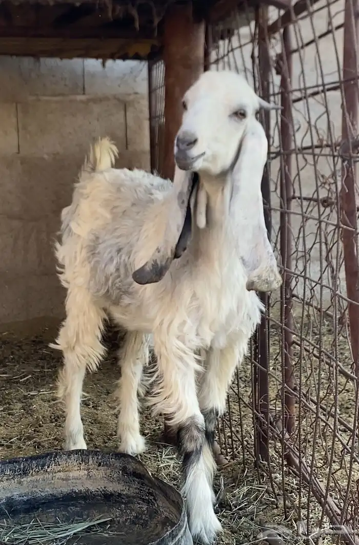 جفره للبيع 1