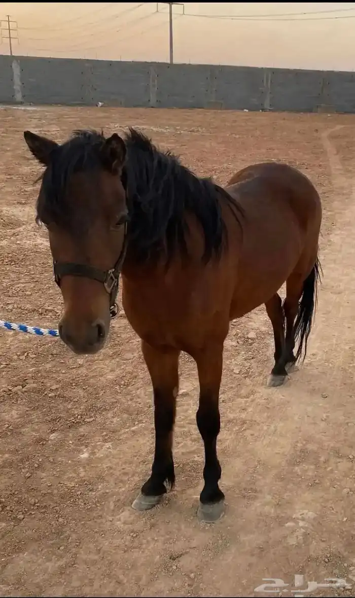 بونية معها مهرة للبيع 5