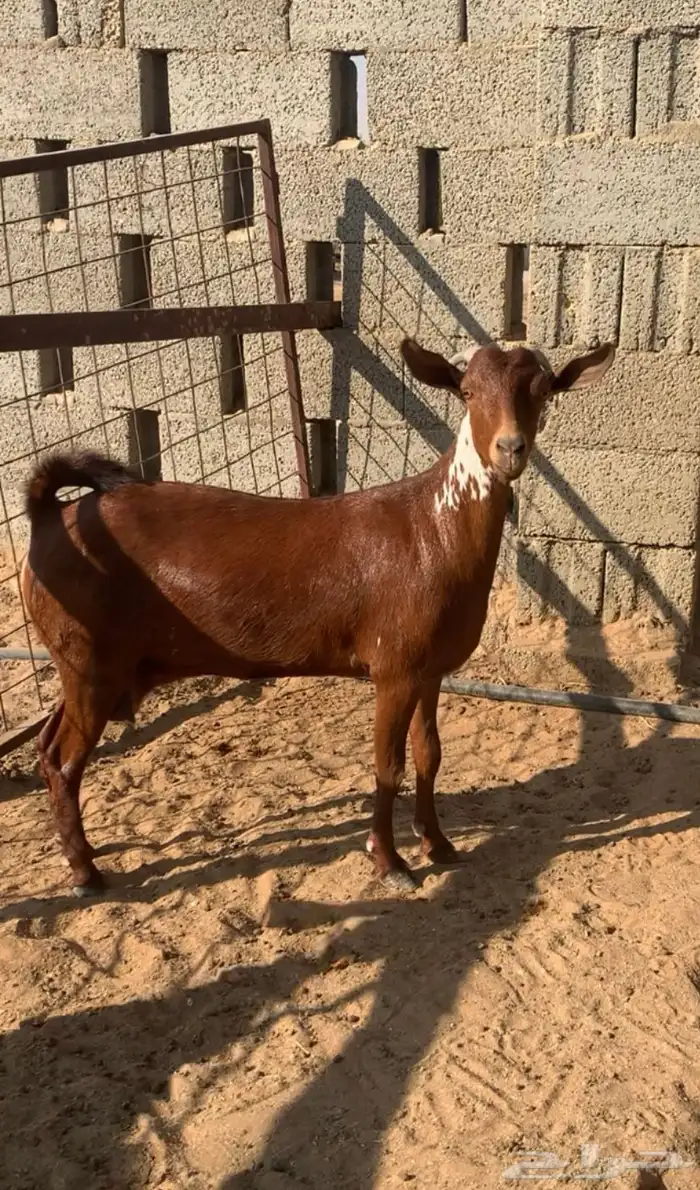 عنز جنوبيه 0