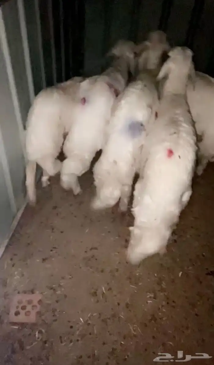 للبيع أربع خرفان ورخل العدد 5 2