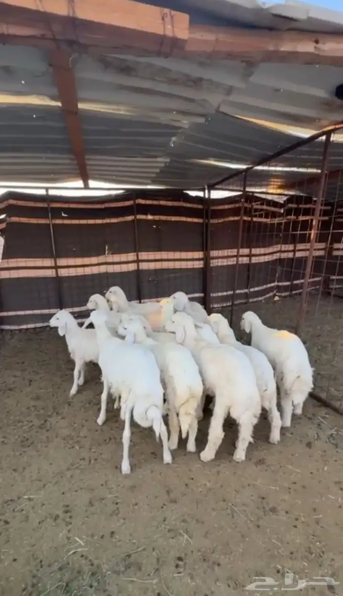 طليان حريه شحم وشعره فاخره 1